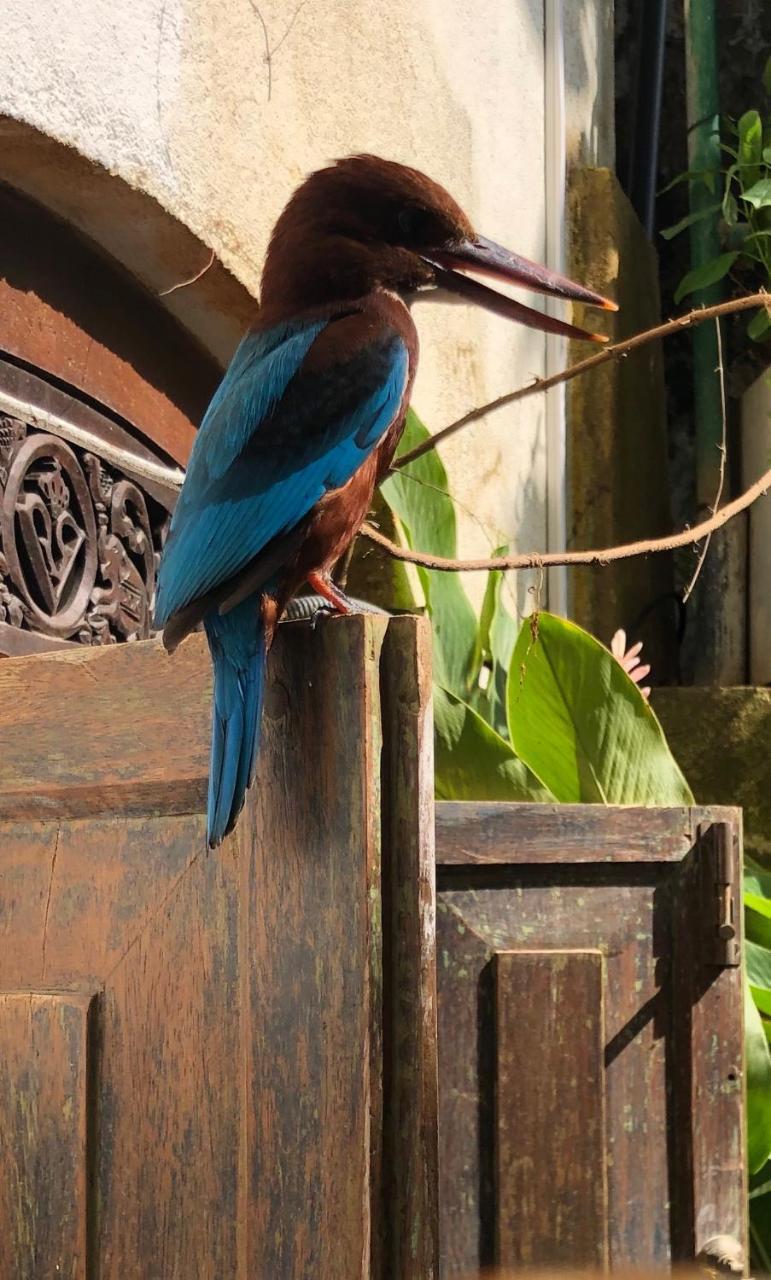 Prince Of Galle Extérieur photo